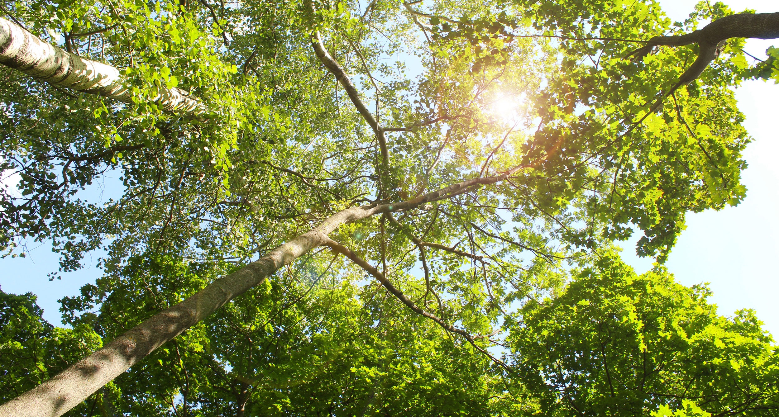 Sunlight filtering through lush green tree canopies in a serene forest.