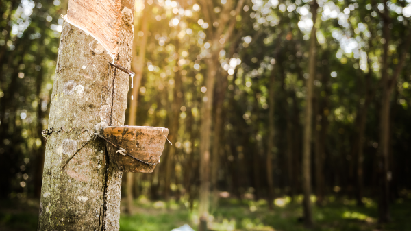 Rubber tree with tapped bowl in sunlit forest setting